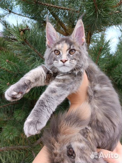 Котята мейн-кун