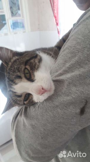 Костик в семью