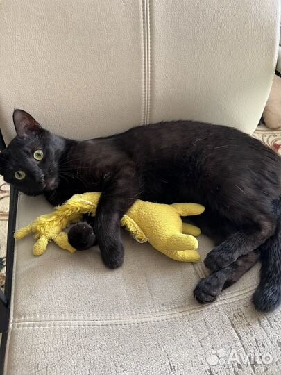 Отдам котика в добрые руки