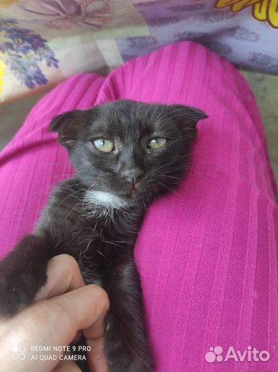 Черный котенок