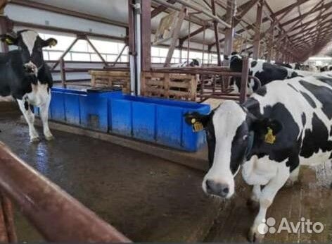 Поилка для крс пластиковая