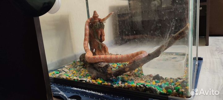 Маисовый полоз