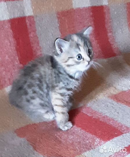 Котёнок девочка метиска