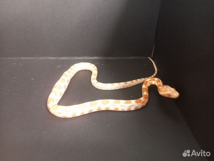 Подвязочный уж, узорчатый полоз, королевская змея