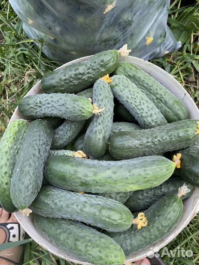 Огурцы свежие