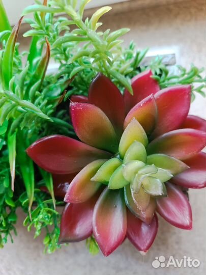 Флорариум суккуленты