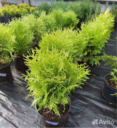 Кедр сибирский ель туя шаровидная можжевельник саж