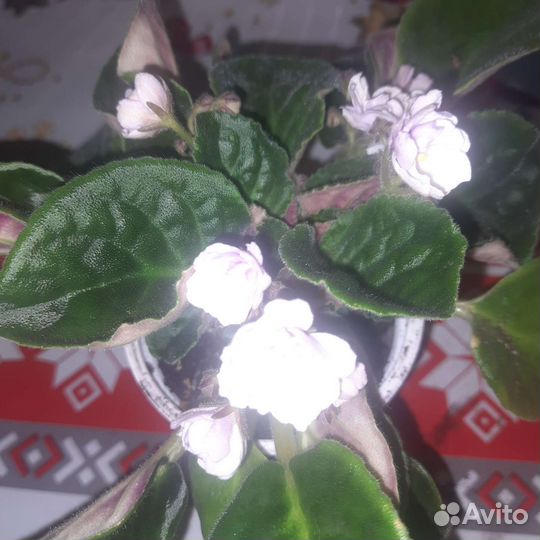 Комнатные цветы