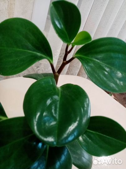 Пеперомия туполистная