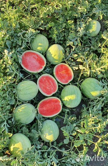 Семена порционного Арбуза Колибри F1