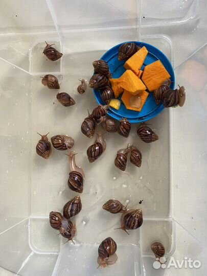 Улитки ахатины