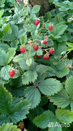 Ремонтантная малина и земляника лесная крупная