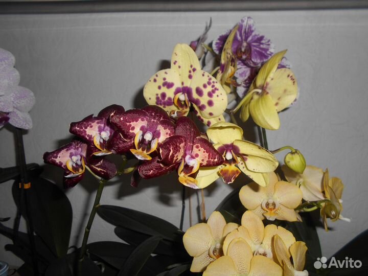 Комнатные цветы орхидеи