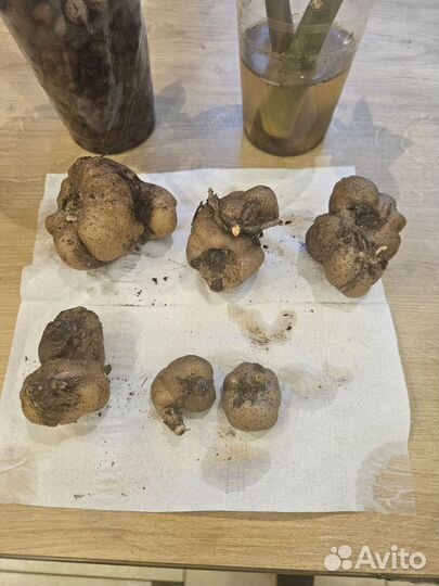 Замиокулькас Зензи