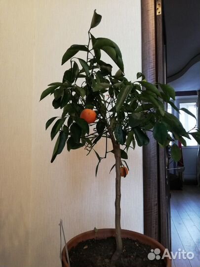 Мандаринчик