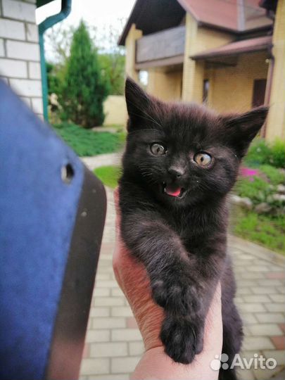 Счастье в дом