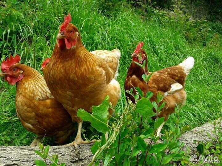 Куры молодки несушки