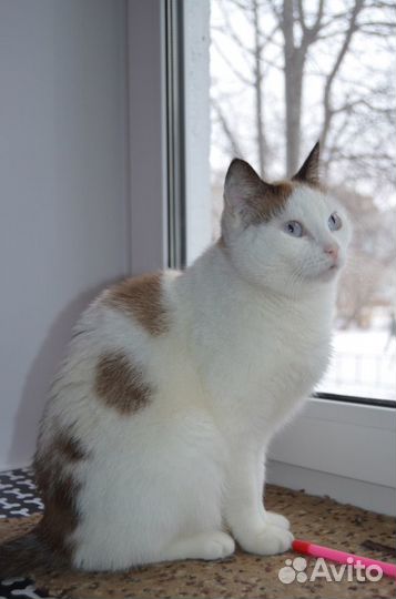 Отдам молодую стерильную кошечку