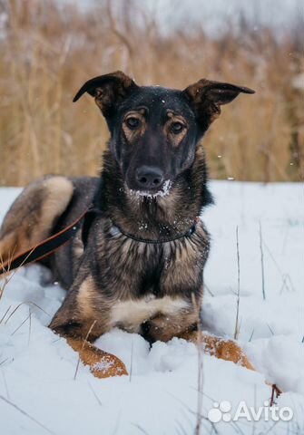 Собака в добрые руки отдам бесплатно