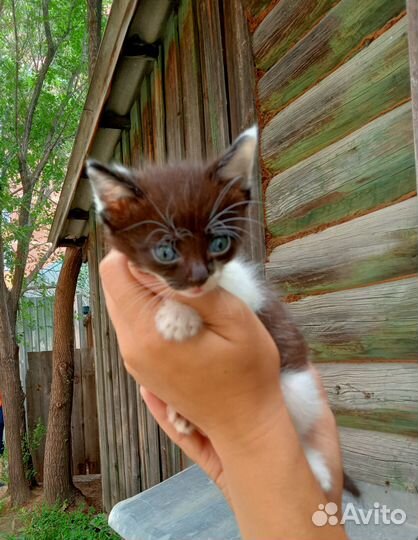 Отдам котенка в добрые руки