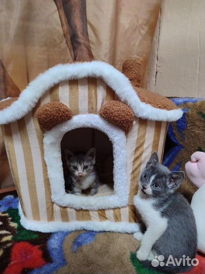 Котята в добрые руки