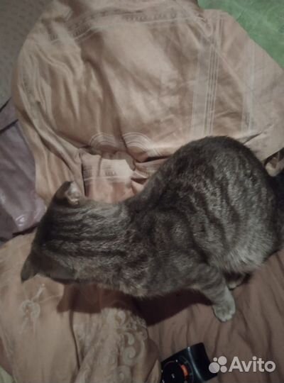 Вислоухий кот бесплатно