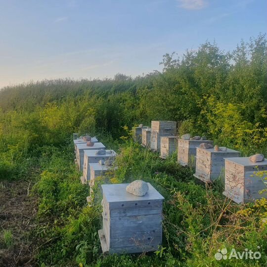 Улей с пчелами дадан