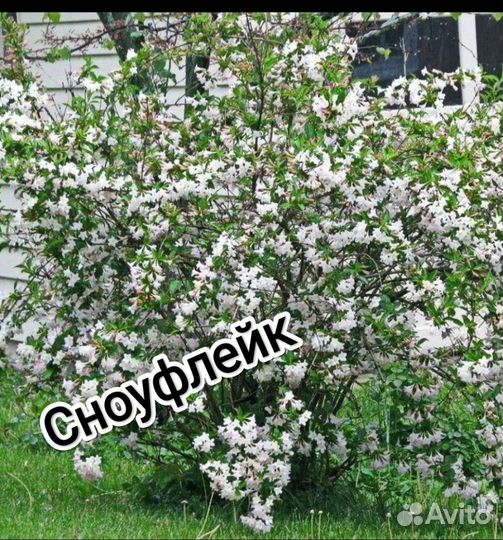 Вейгела в ассортименте