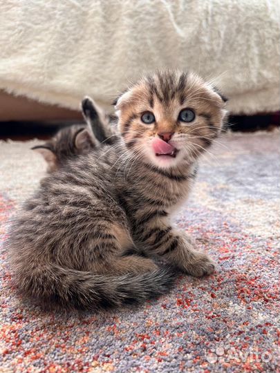 Вислоухая кошка