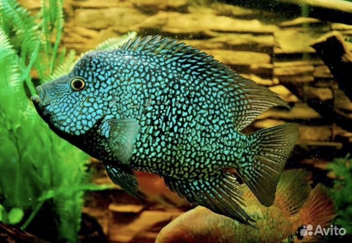 Американские цихлиды