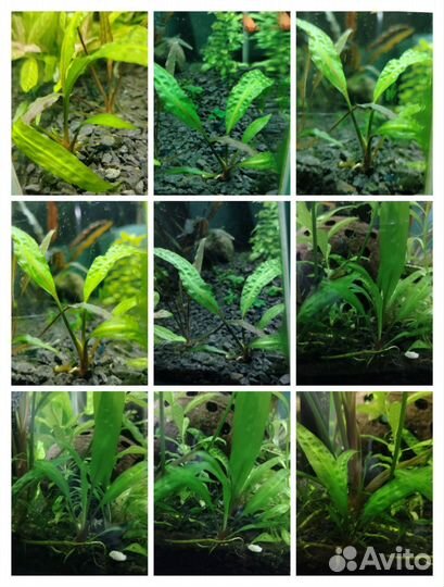 Аквариумные растения, улитки