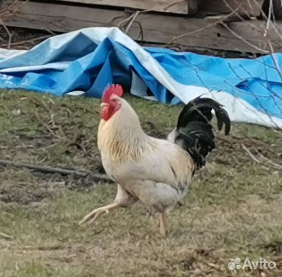 Куры петухи