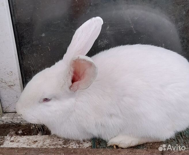 Крольчиха