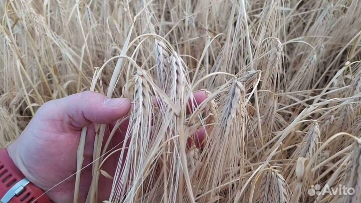 Ячмень вакула