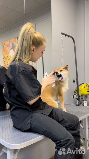 Кинолог. Дрессировка собак