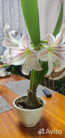 Комнатные цветы