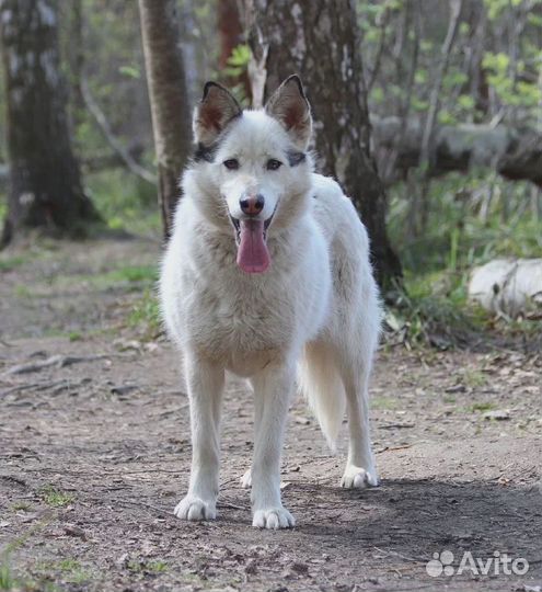 Айда ищет дом