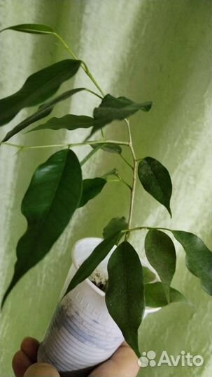 Комнатные растения