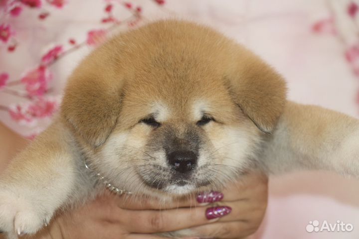 Резервирование щенков Акита ину