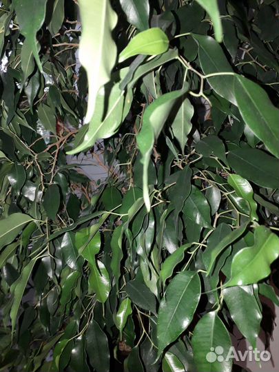 Фикус бенджамина