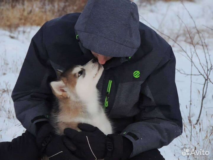 Аляскинский маламут