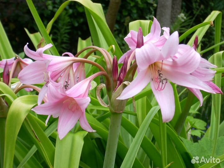 Кринум Пауэлла розовый