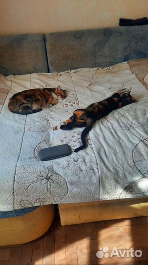 Кошка в добрые руки