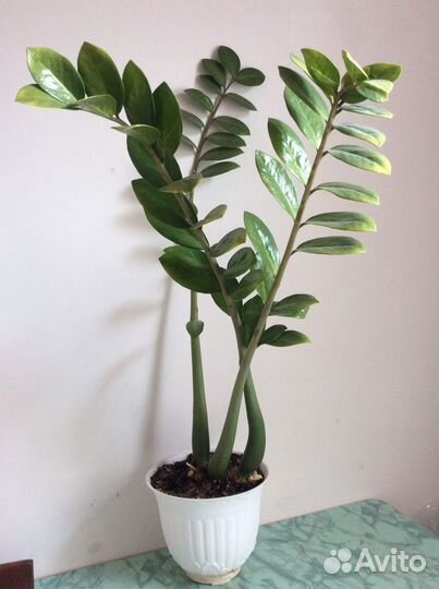 Замиокулькас