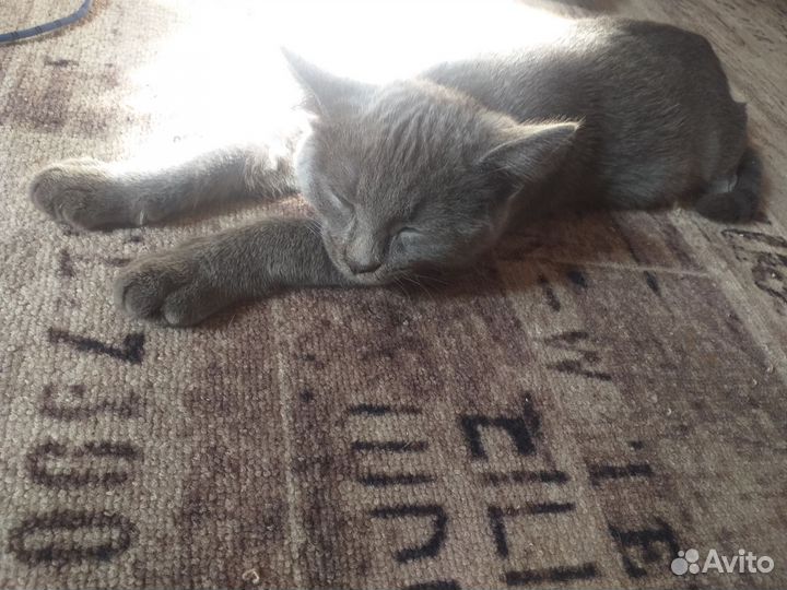 Отдам в добрые руки