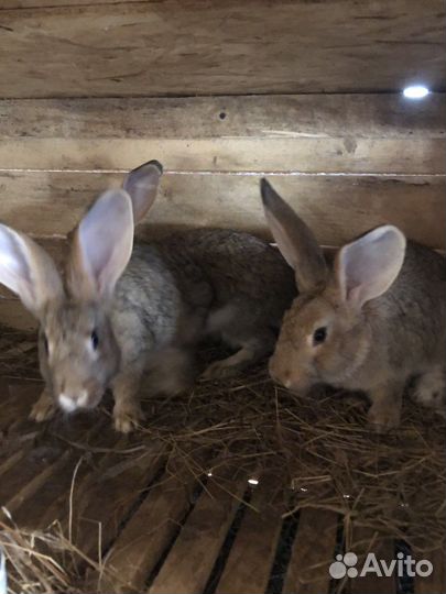 Кролики,поросята