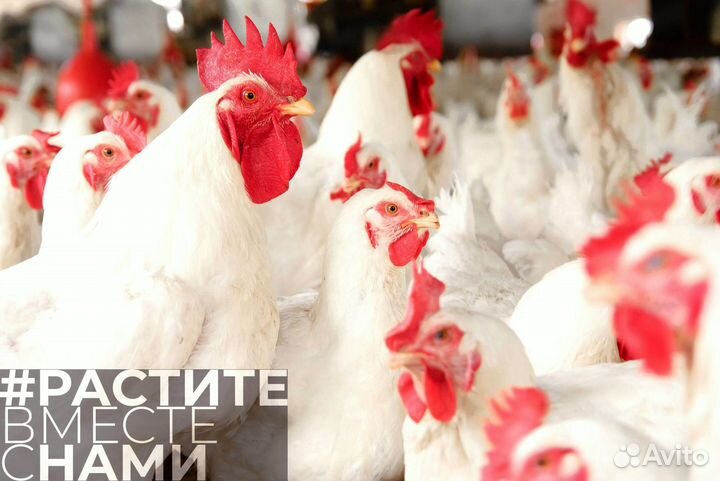 Комбикорм для бройлеров старт