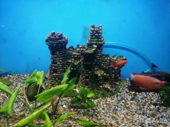 Аквариум с рыбками и оборудованием