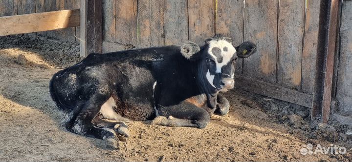 Телята телочки