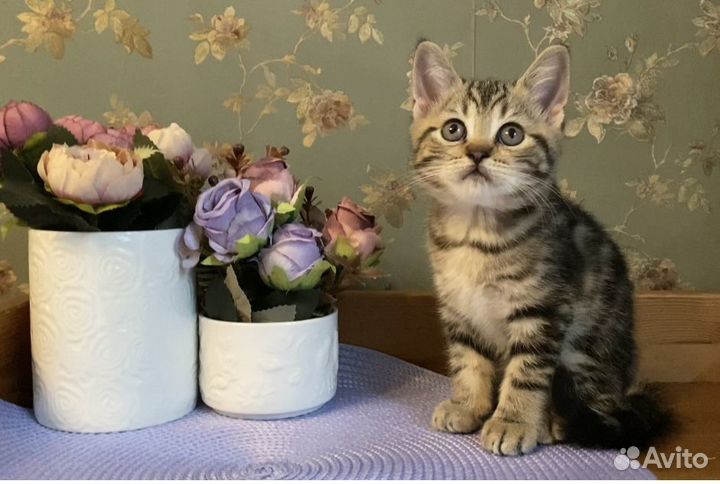 Британский котенок мраморного окраса